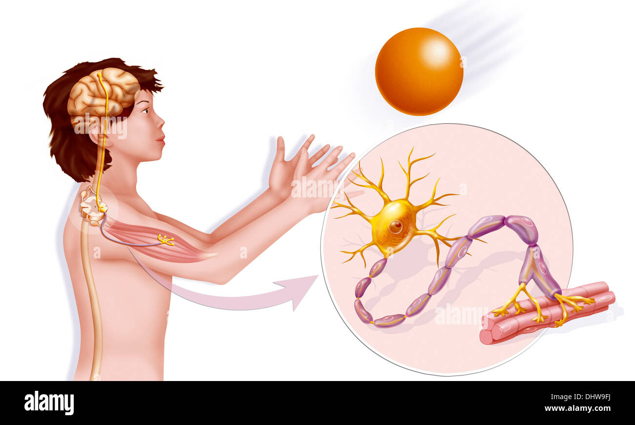 SENSOMOTORISCHEN SYSTEMS Stockfoto