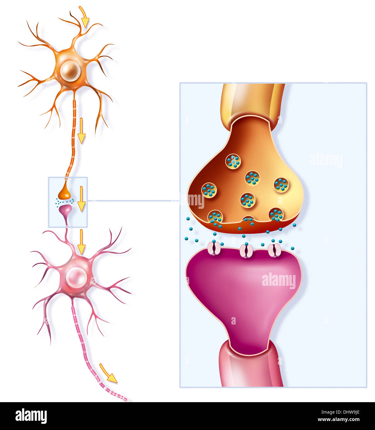 Synaptische Verbindung Stockfotos & Synaptische Verbindung Bilder Alamy