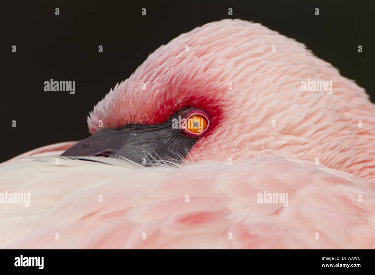 Flamingo (Phoenicopteriformes, Phoenicopteridae) Stockfoto