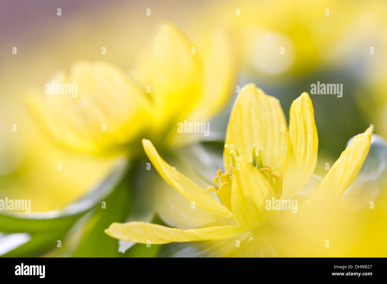 Winterling (Eranthis Hyemalis) Stockfoto