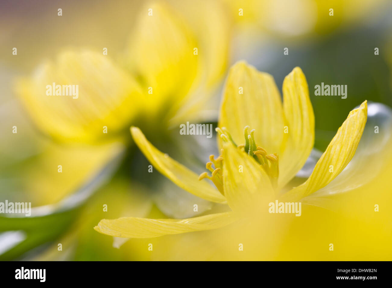 Winterling (Eranthis Hyemalis) Stockfoto