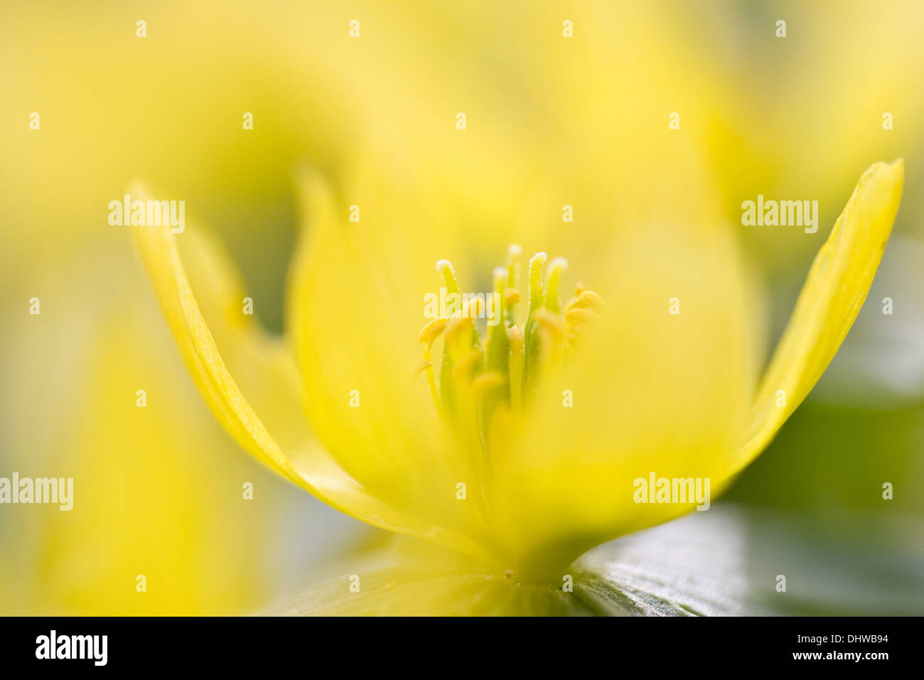 Winterling (Eranthis Hyemalis) Stockfoto