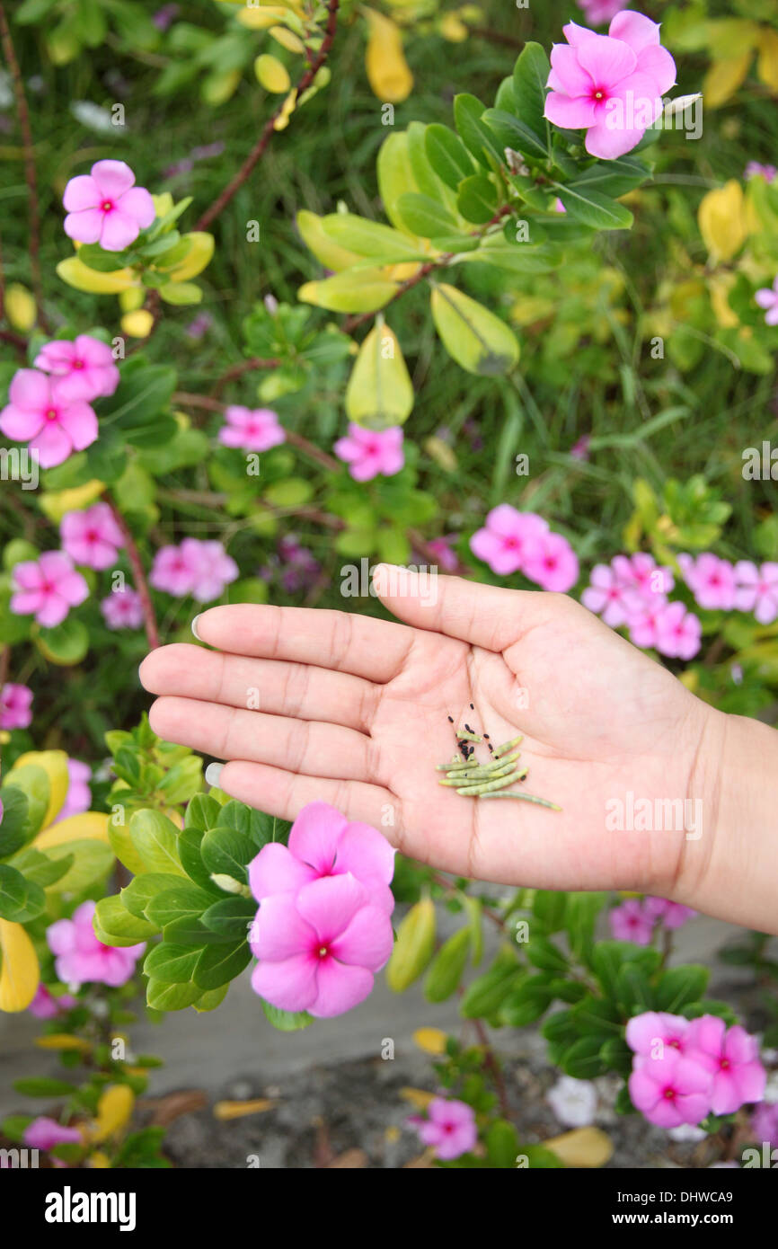 Die Samen der Catharanthus Roseus in der hand, war es für die Vermehrung verwendet. Stockfoto