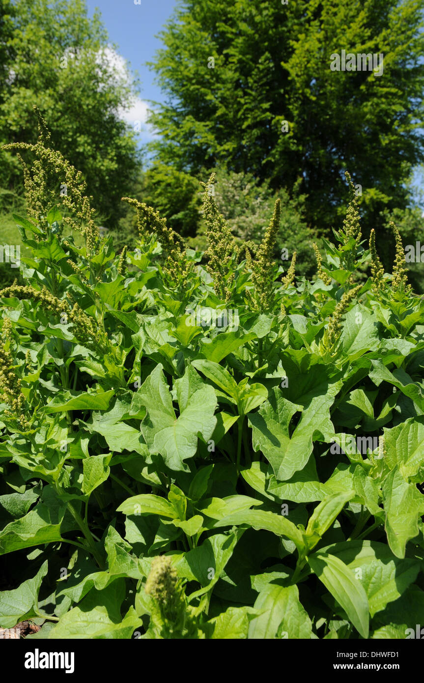 Guter König Heinrich Stockfoto