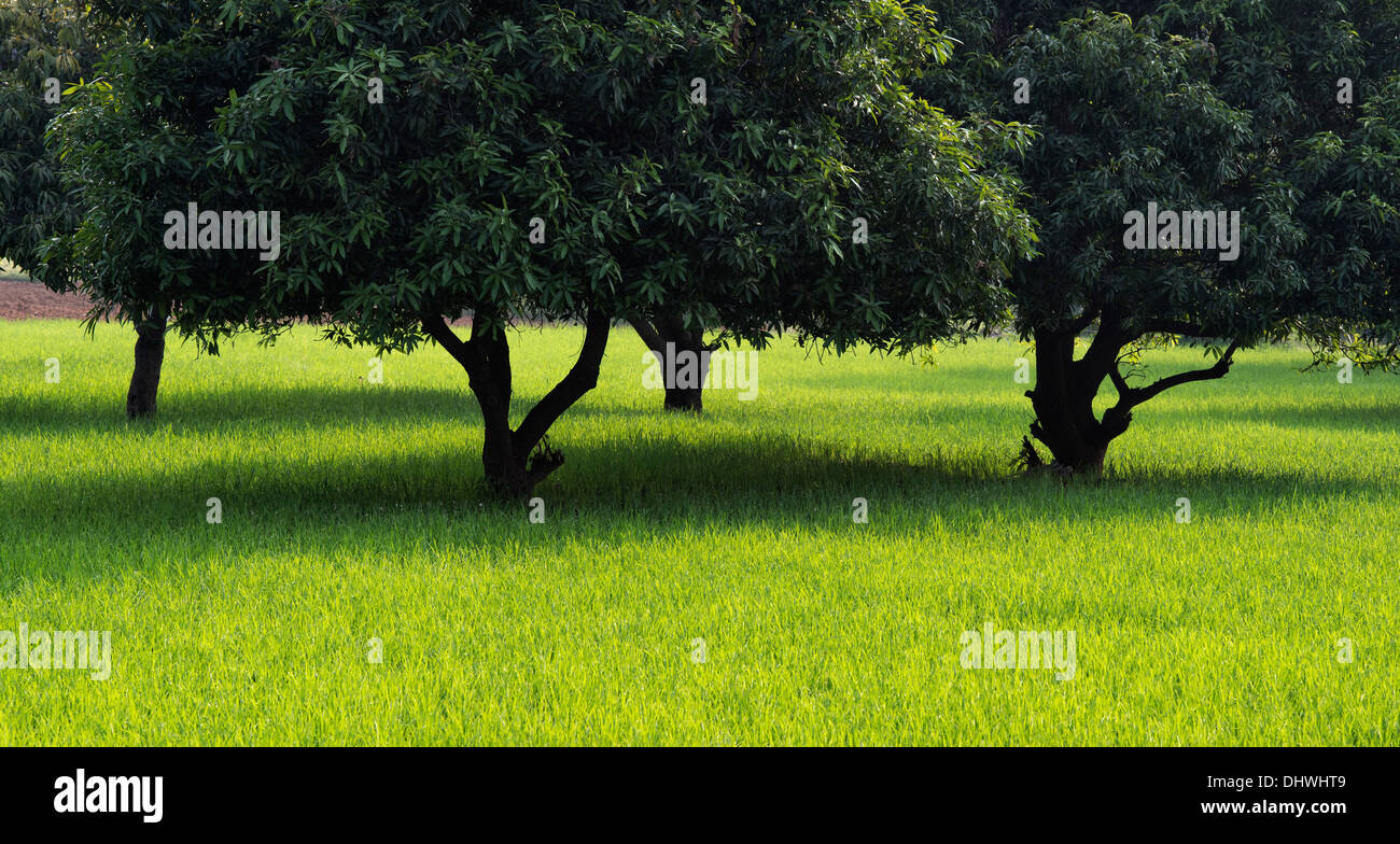 Mangifera Indica. Mango-Bäume in einem Reisfeld Paddy in der indischen Landschaft. Andhra Pradesh, Indien Stockfoto