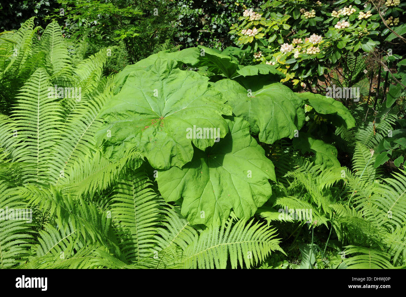 Astilboides Stockfoto