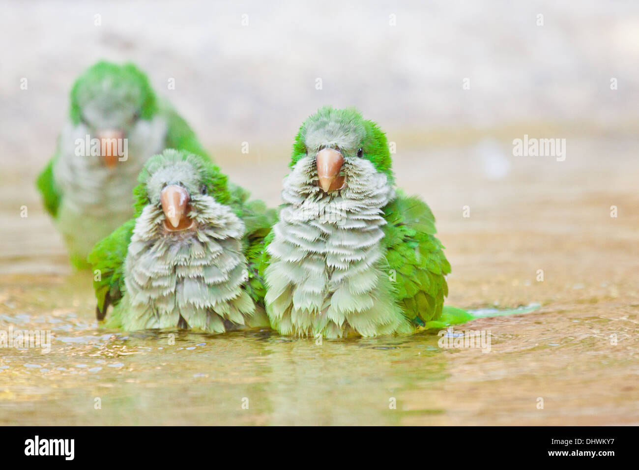 Mönch Parakeet (Myiopsitta Monachus) Stockfoto