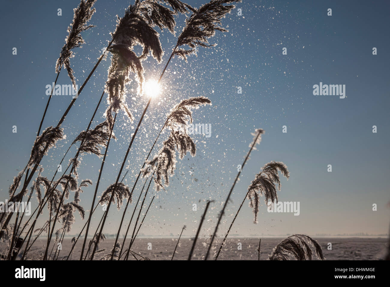 Niederlande, Zegveld, Eiskristalle auf Reed Plume. Hintergrund-Weiden. Winter Stockfoto