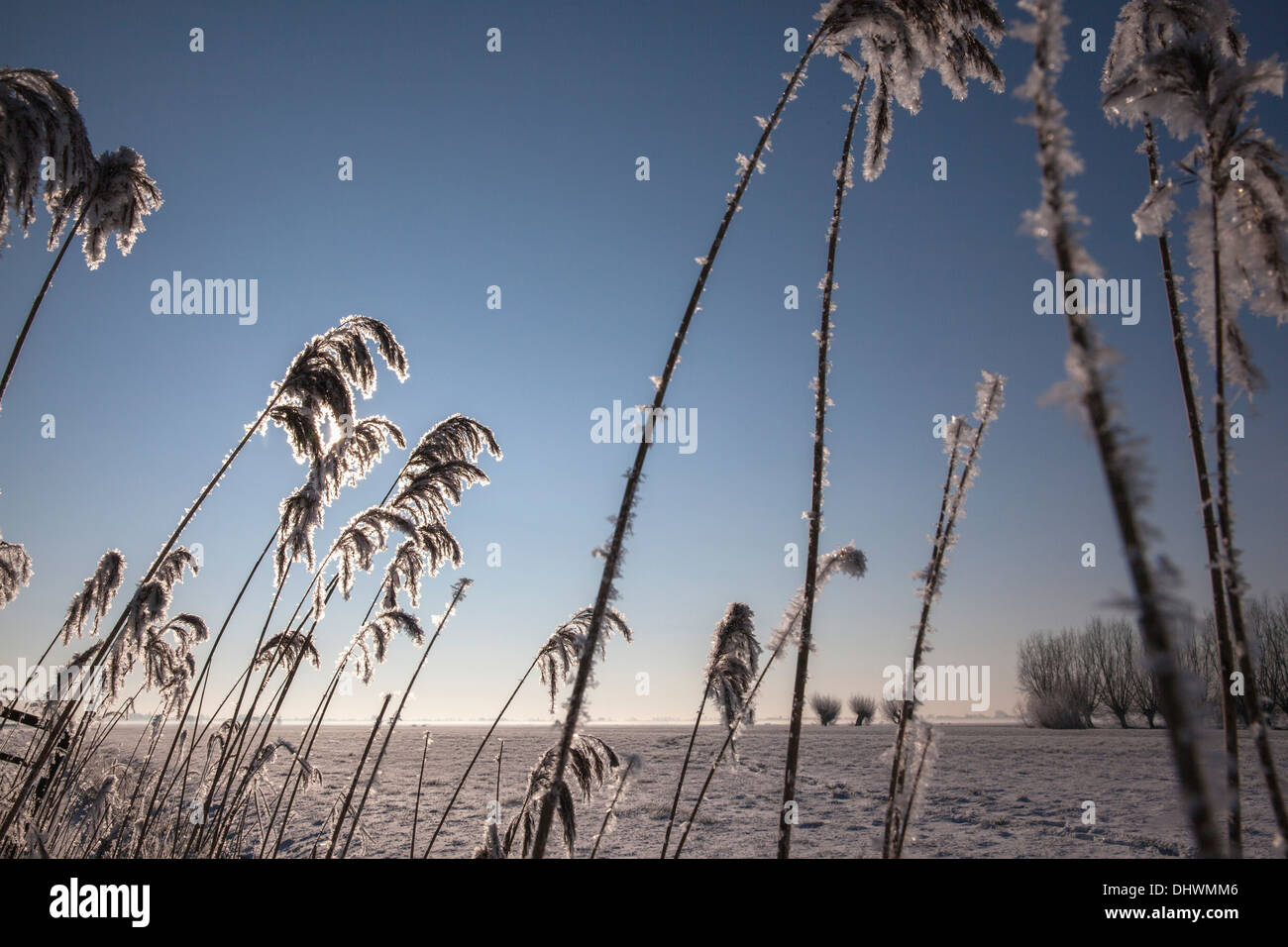 Niederlande, Zegveld, Eiskristalle auf Reed Plume. Hintergrund-Weiden. Winter Stockfoto