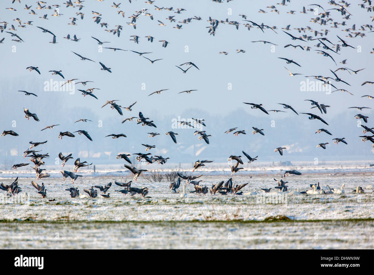 Holland, Eemnes Eem Polder, Eempolder. Rastplatz für Höckerschwäne, Graugänse, Singschwänen und andere. Winter. Graugänse fliegen Stockfoto