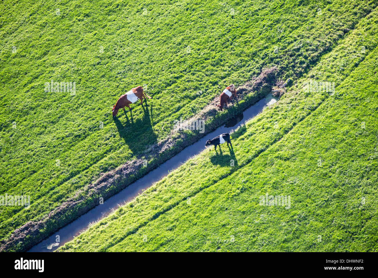 Niederlande, Loenen. Zweiplatten Kühe. Mutter und Kälber. Luft. Herbst Stockfoto