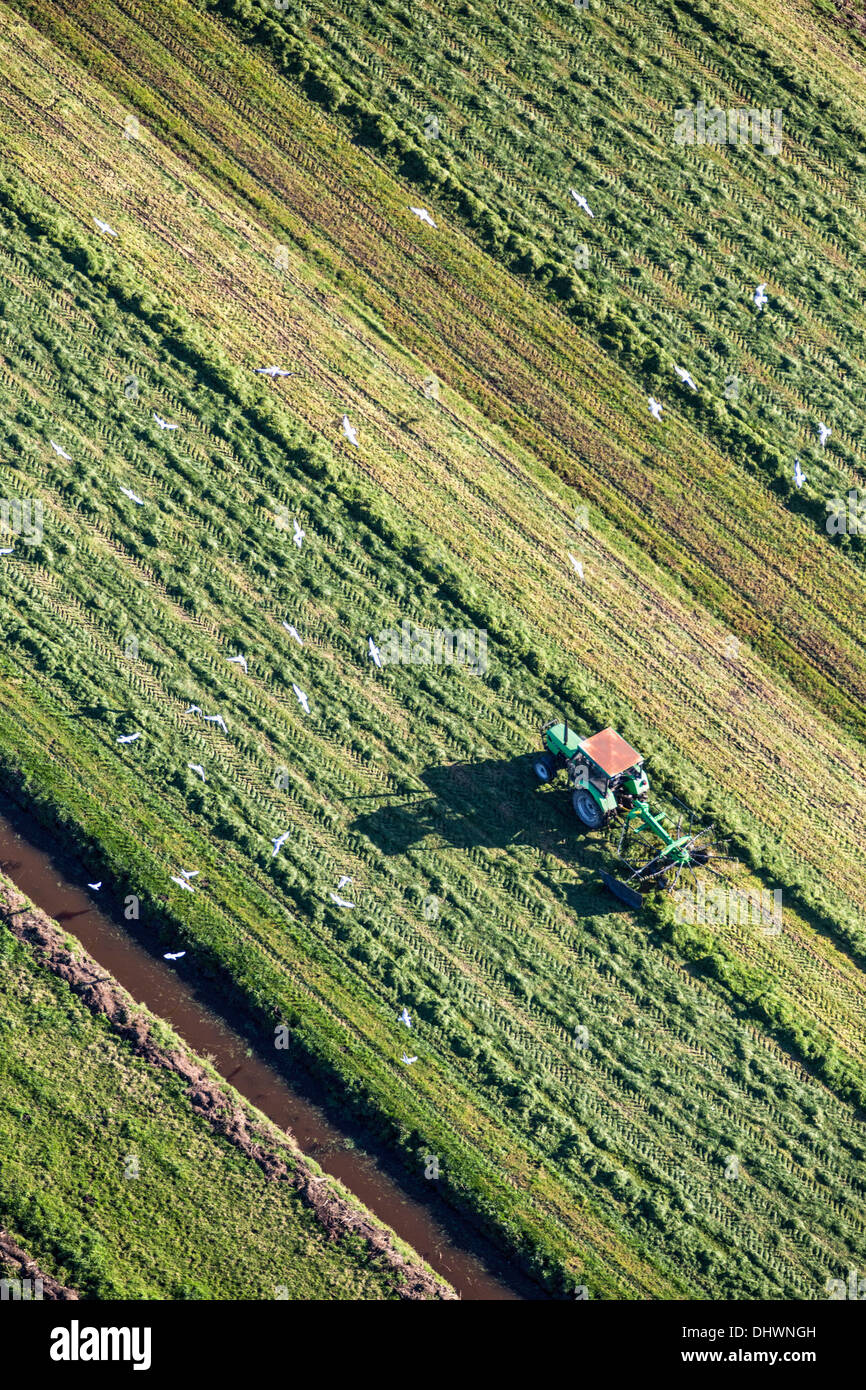 Niederlande, Loenen. Landwirt mit Traktor Rasen zu sammeln. Luftbild Stockfoto