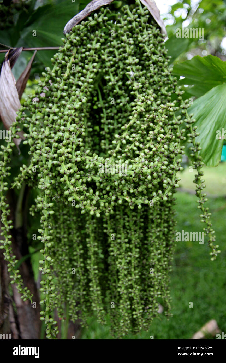 Die Samen von Palmen im Garten Haus. Stockfoto