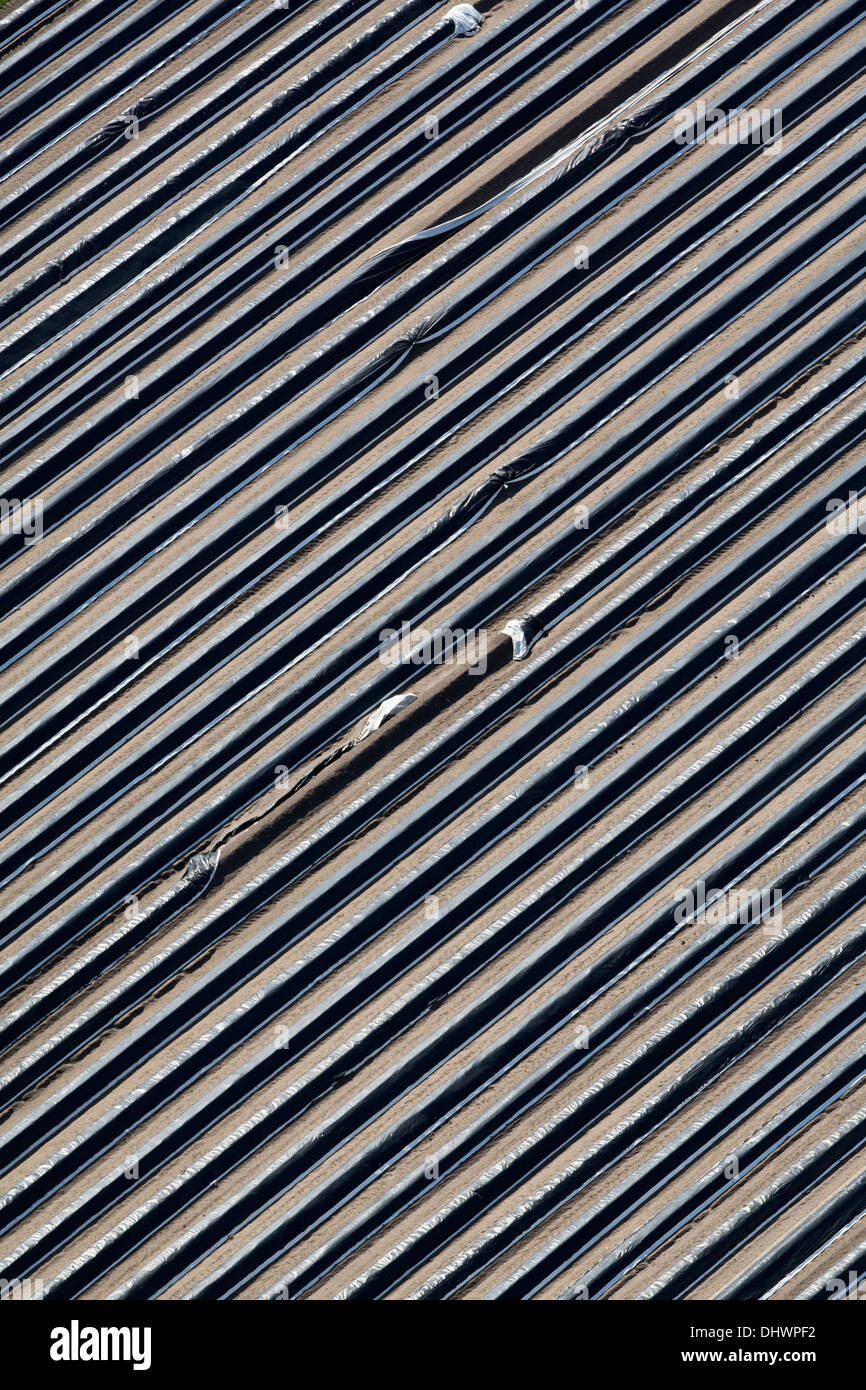 Niederlande, Nieuwkoop, Landwirtschaft, Felder des Spargels geschützt durch Kunststoff, Antenne Stockfoto