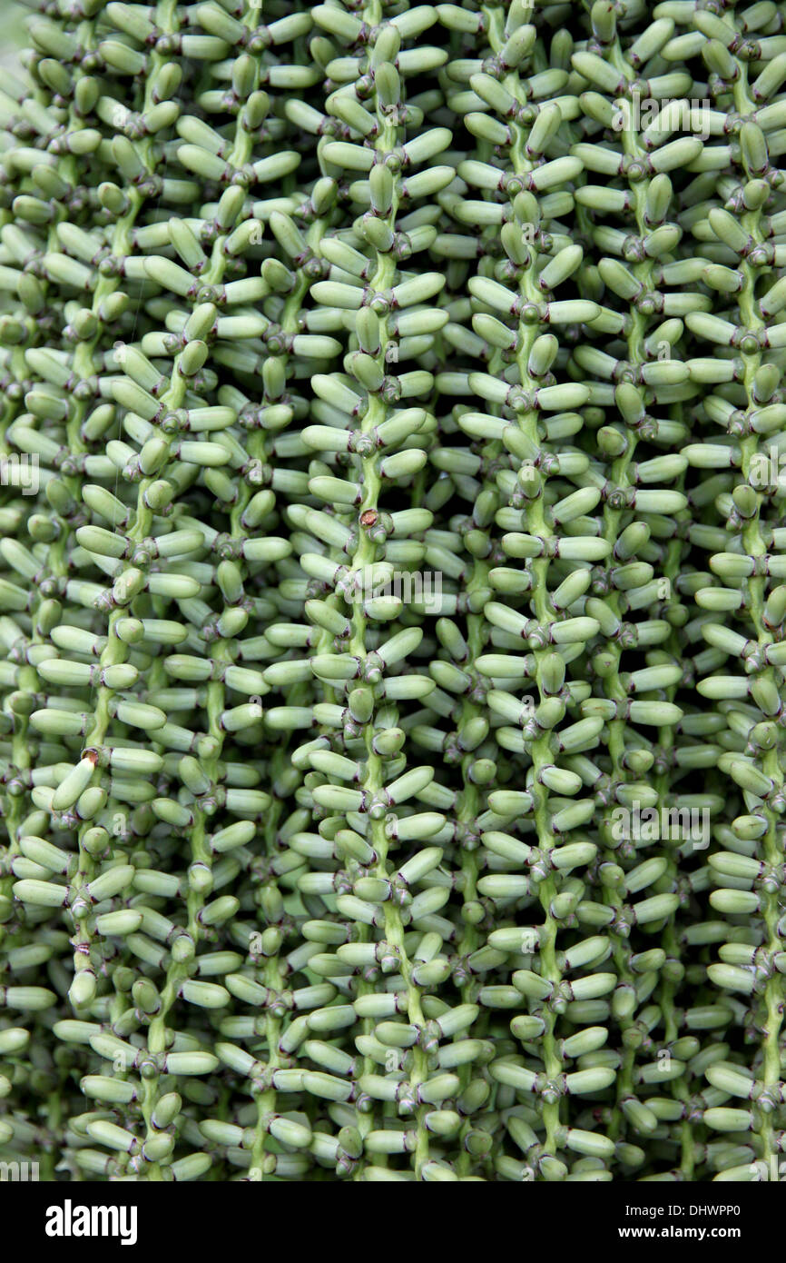 Die Bild Samen von Palmen, die es noch nicht ausgewachsen sind haben das Grün. Stockfoto