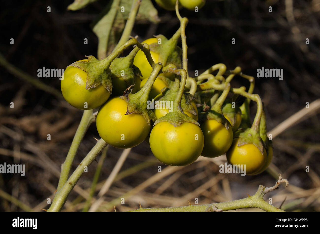 Blattsilber Nachtschatten Frucht Stockfoto