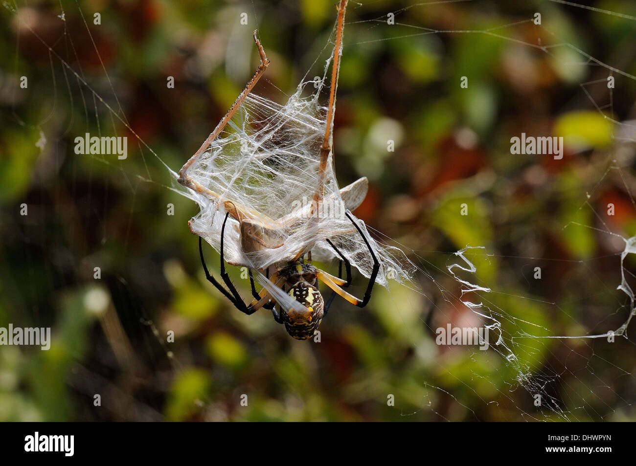 Heuschrecke im Spinnennetz gefangen Stockfoto