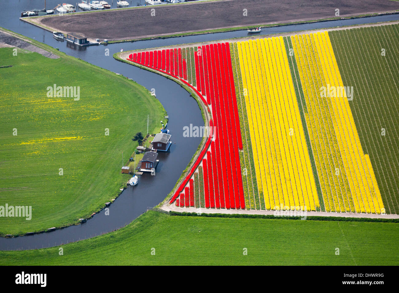 Niederlande, Lisse, Felder der Tulpen und Windmühlen, Antenne Stockfoto