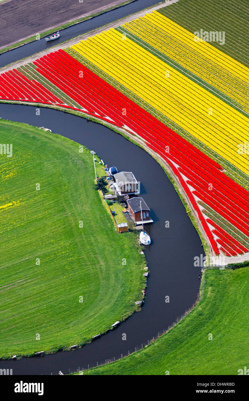 Niederlande, Lisse, Felder der Tulpen und Windmühlen, Antenne Stockfoto
