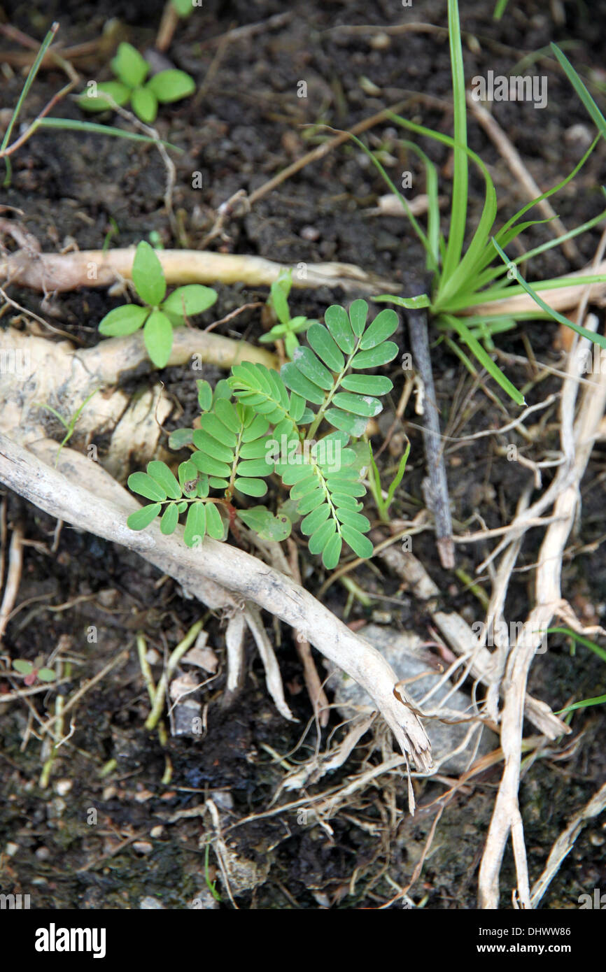 Die Tamarinde Baumsetzlingen, die auf feuchten Boden wachsen. Stockfoto