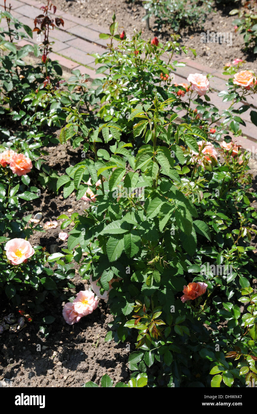 Hybrid-Rosen mit wilden Stämme Stockfoto