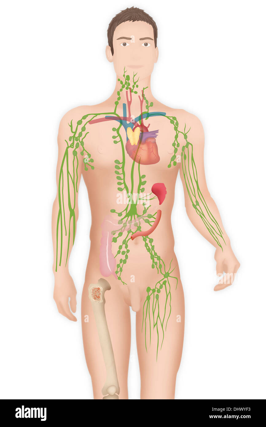 LYMPHATISCHE SYSTEM ZEICHNUNG Stockfoto