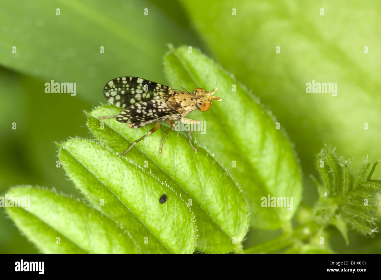 Oxyna Flavipennis, Fruchtfliege Stockfoto