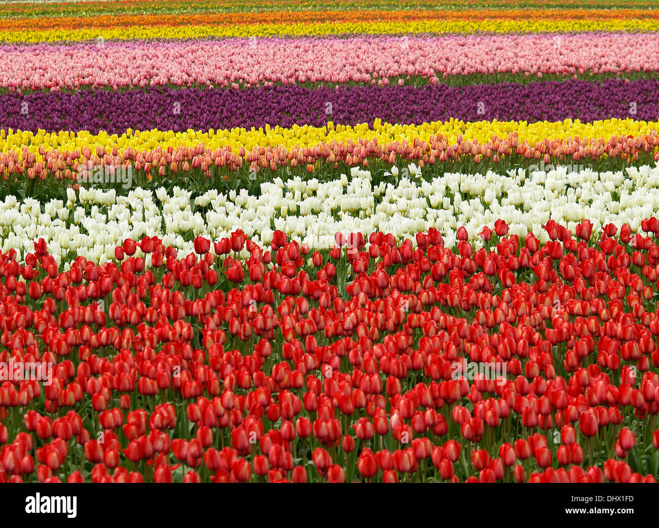 Reihen von Tulpen Tulpe Festival,Mt.Vernon,Washington Zustand Stockfoto