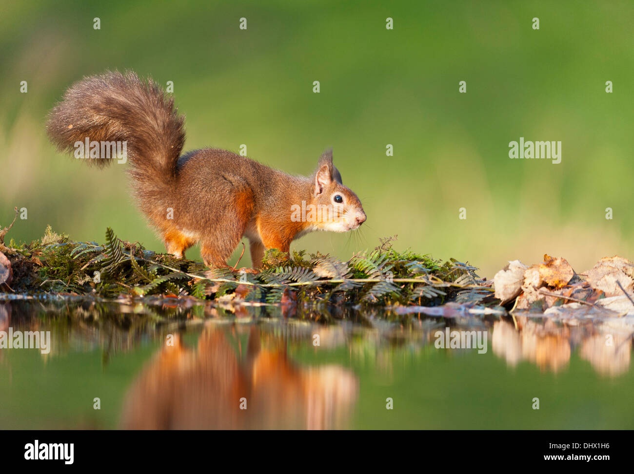 Eichhörnchen im Herbst hält während der Nahrungssuche neben Wald Planschbecken. Stockfoto