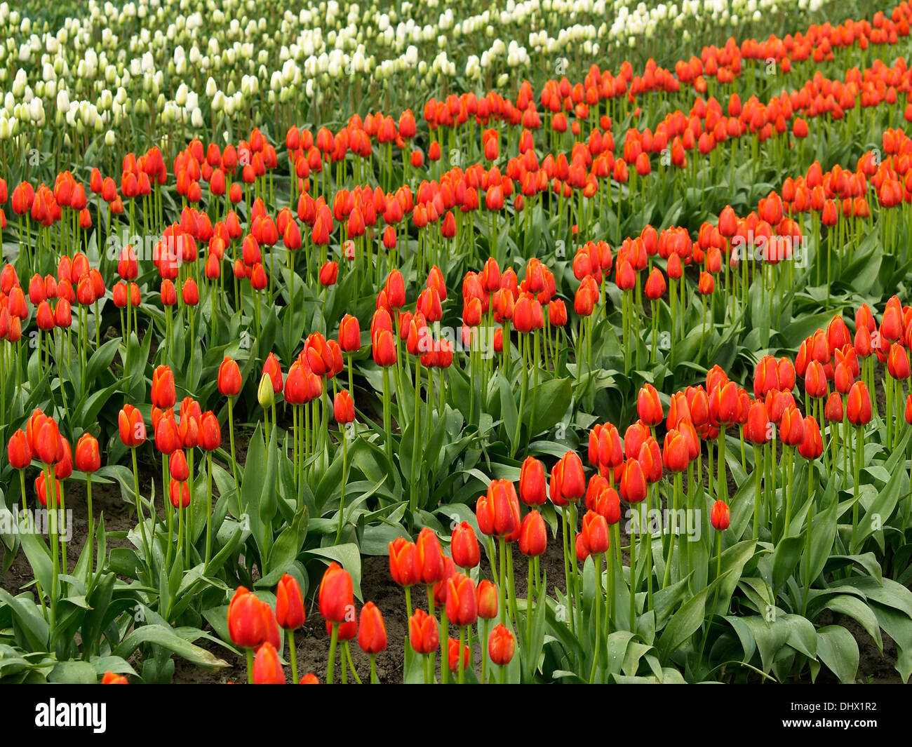 Reihen von Tulpen Tulpe Festival,Mt.Vernon,Washington Zustand Stockfoto
