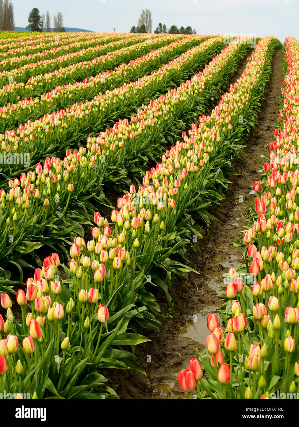 Reihen von Tulpen auf dem Tulip Festival in Mt.Vernon,Washington Zustand Stockfoto