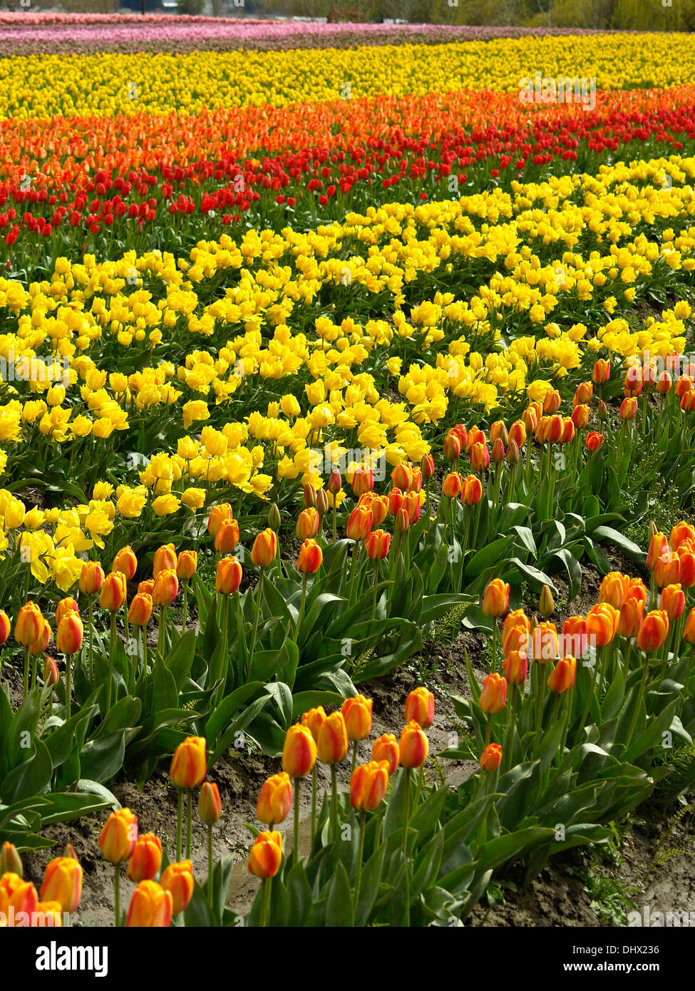 Reihen von Tulpen auf dem Tulip Festival in Mt.Vernon,Washington Zustand Stockfoto