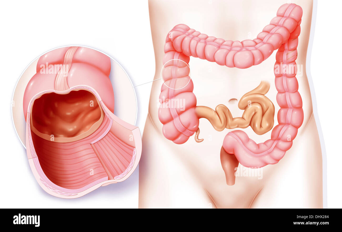 COLON, ZEICHNUNG Stockfoto