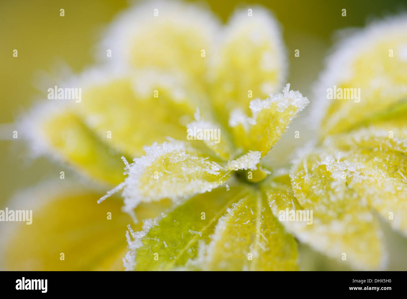 eisige Choisya verlässt im Winter Jane Ann Butler Fotografie JABP977 Stockfoto