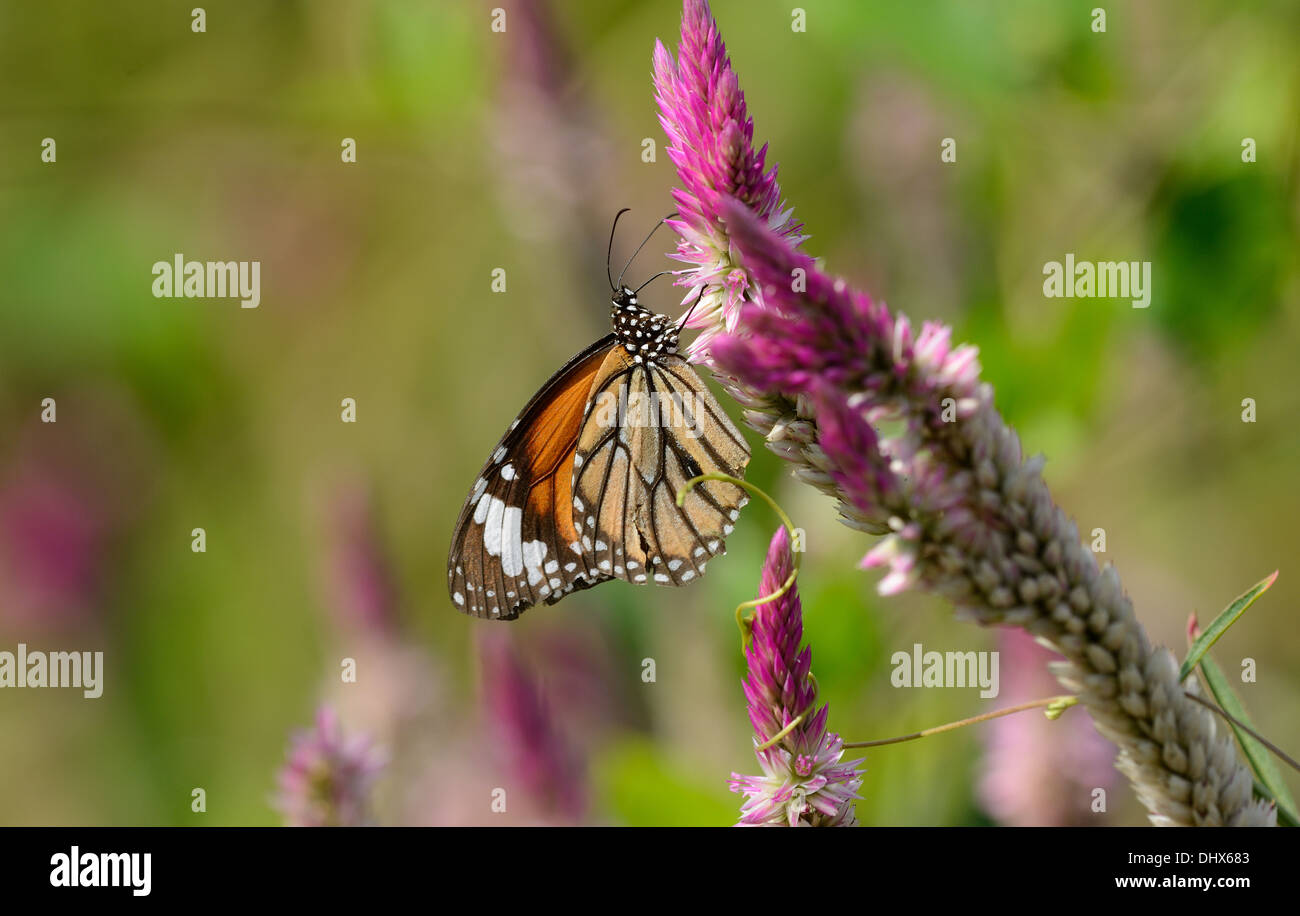 schöne gemeinsame Tiger Schmetterling (Danaus Genutia) im Flower garden Stockfoto