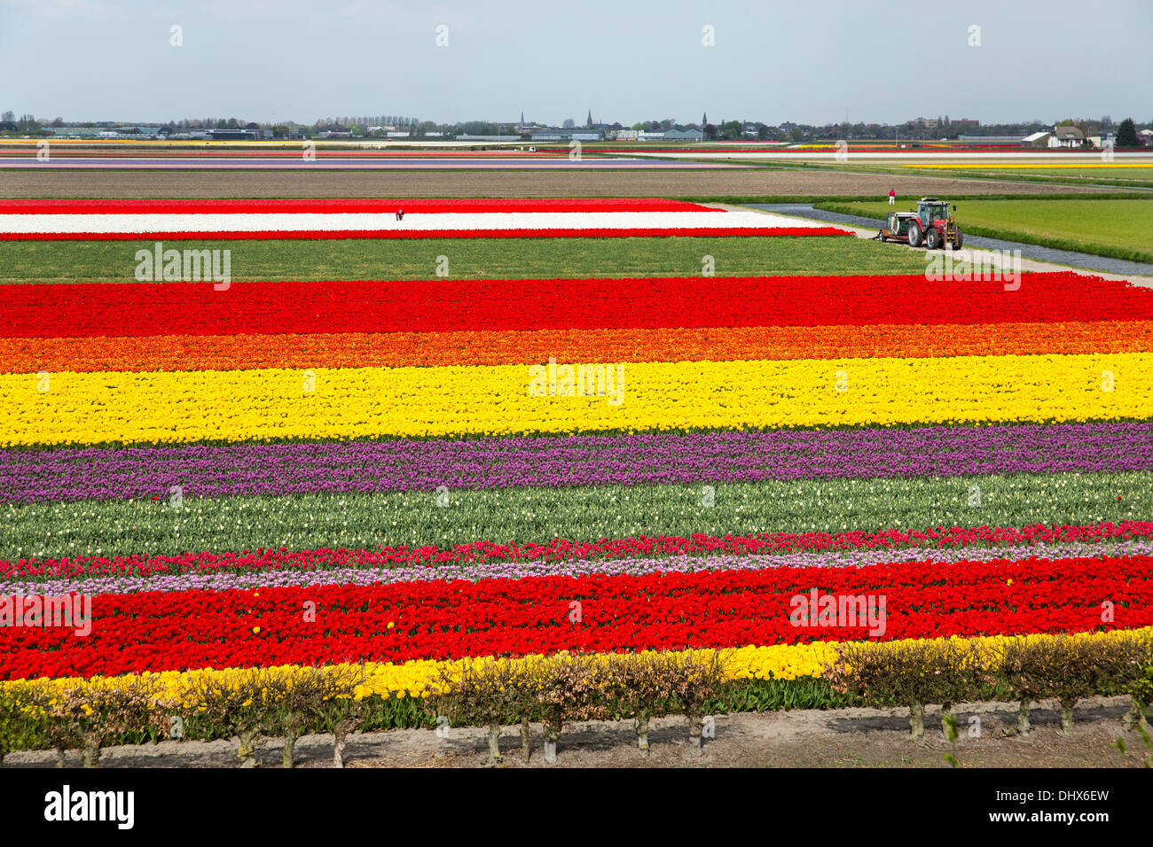 Niederlande, Lisse, Tulpenfelder. Erhöhte Ansicht von Keukenhof Gärten. Bauer bei der Arbeit Stockfoto