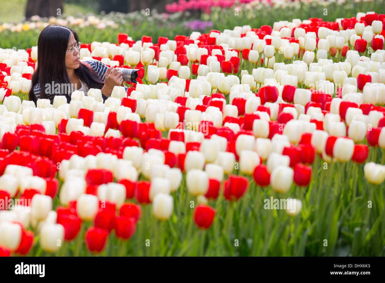 Niederlande, Lisse, Keukenhof Gärten. Frau unter Bild Tulpen Stockfoto