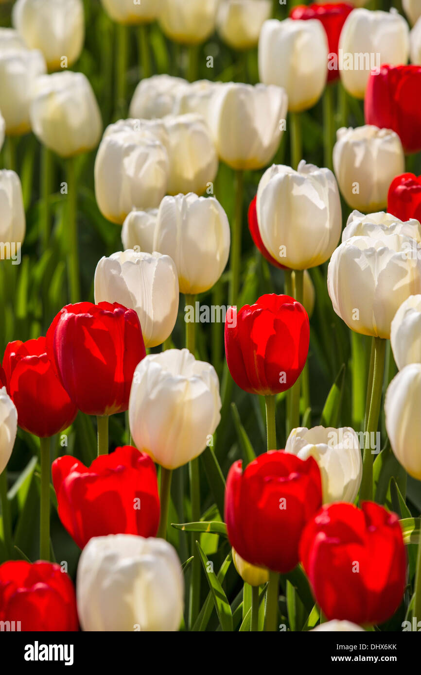 Niederlande, Lisse, Keukenhof Gärten. Tulpen Stockfoto