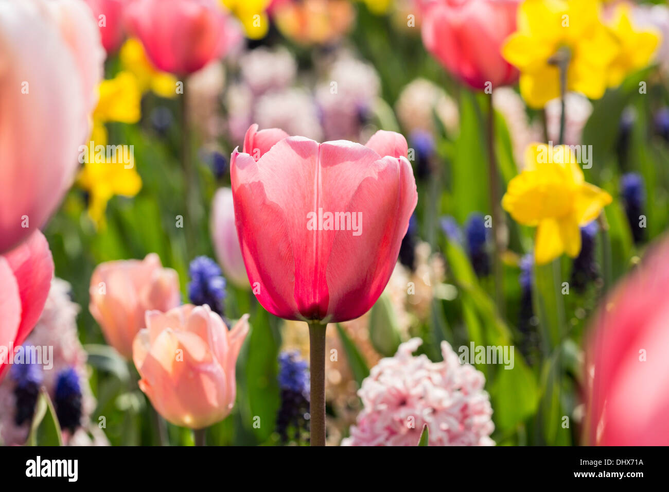 Niederlande, Lisse, Keukenhof Gärten. Tulpen Stockfoto