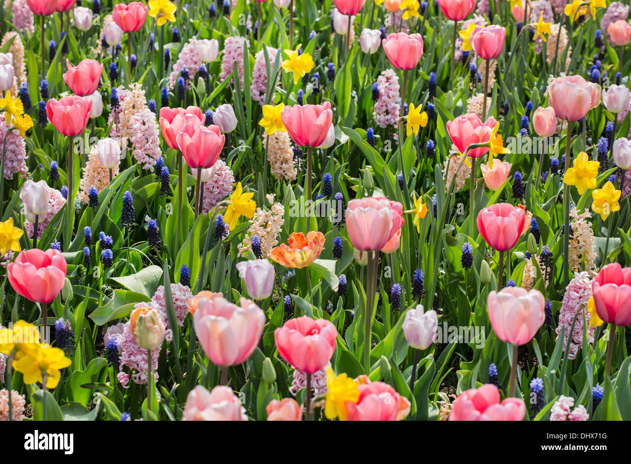 Niederlande, Lisse, Keukenhof Gärten. Verschiedene bunte Blumen. Stockfoto