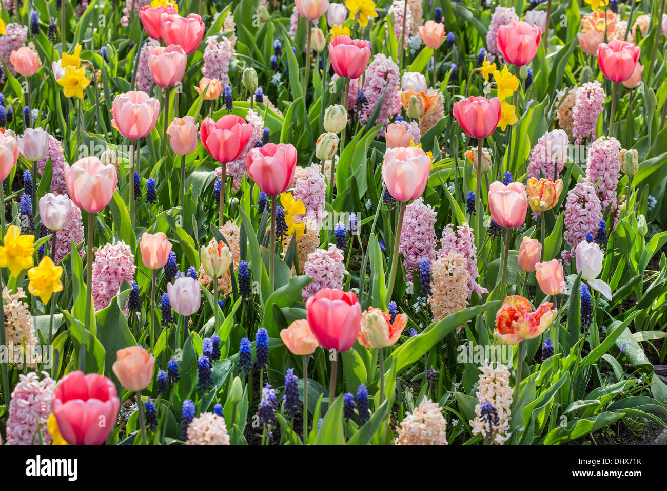 Niederlande, Lisse, Keukenhof Gärten. Verschiedene bunte Blumen. Stockfoto