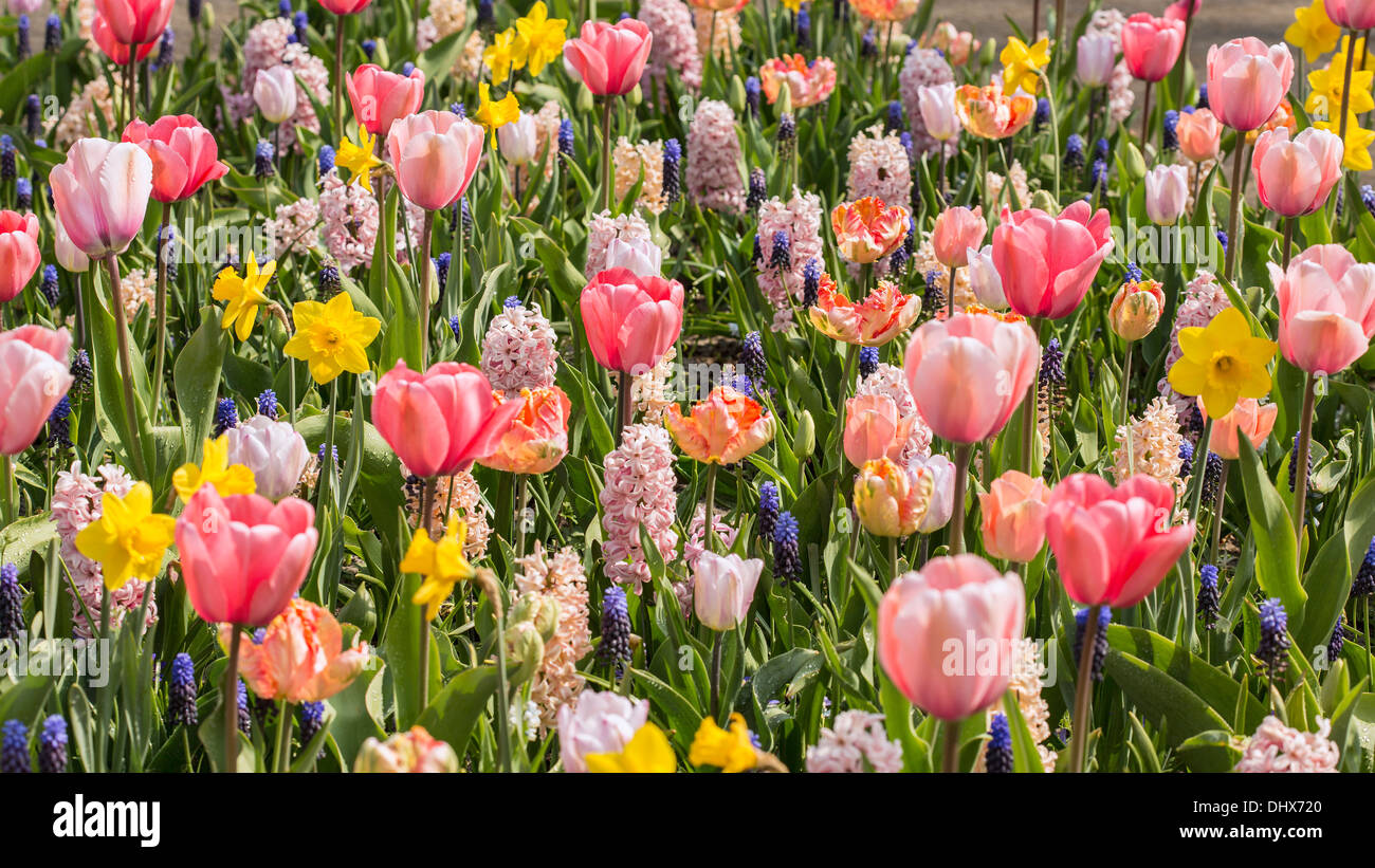Niederlande, Lisse, Keukenhof Gärten. Verschiedene bunte Blumen. Stockfoto