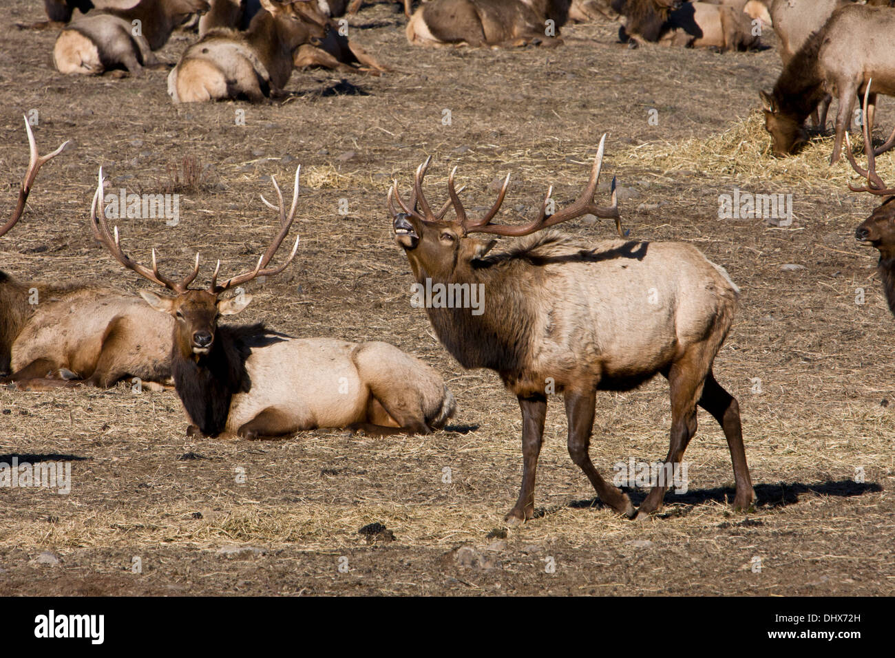 Ein Stier Rocky Mountain Elk bugles mit dem Rest der Herde an der Oak Creek Wildlife Area in der Nähe von Naches, Washington. Stockfoto