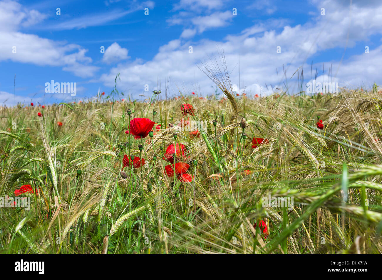 Leuchtend rote Mohnblumen in einem Feld von Weizen fast reif für die Ernte an einem hellen Sommertag in der Nähe von Malton in North Yorkshire, UK. Stockfoto