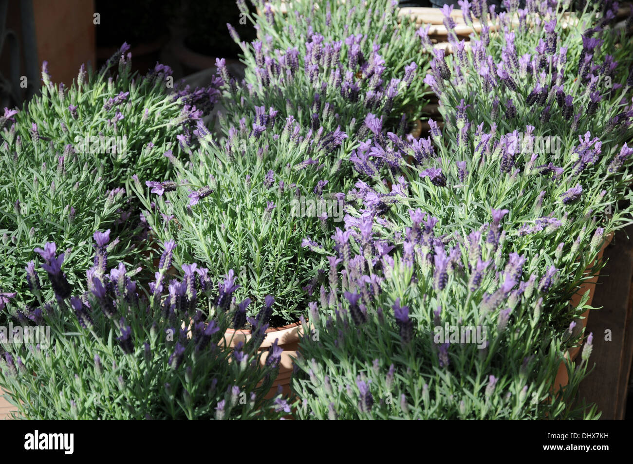 Französischer Lavendel Stockfoto