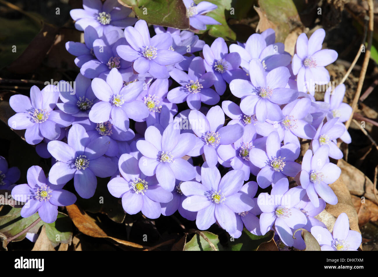 Hepatica nobilis Stockfoto