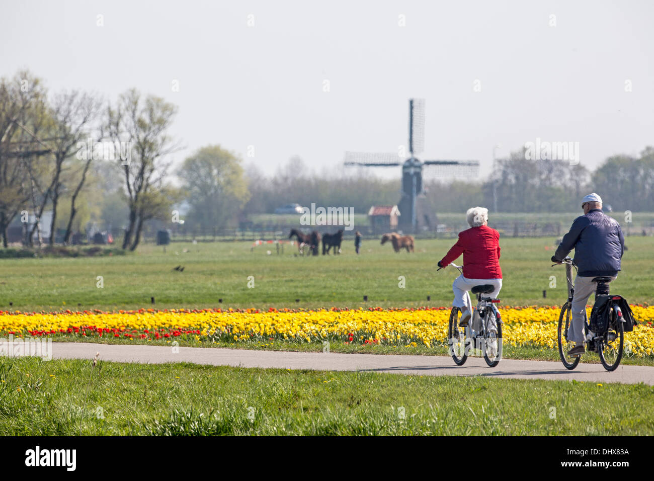 Niederlande, Noordwijk, Tulpenfelder vor Pferden und Windmühle. Älteres paar Radfahren. Zwei Frauen gehen mit Hund Stockfoto