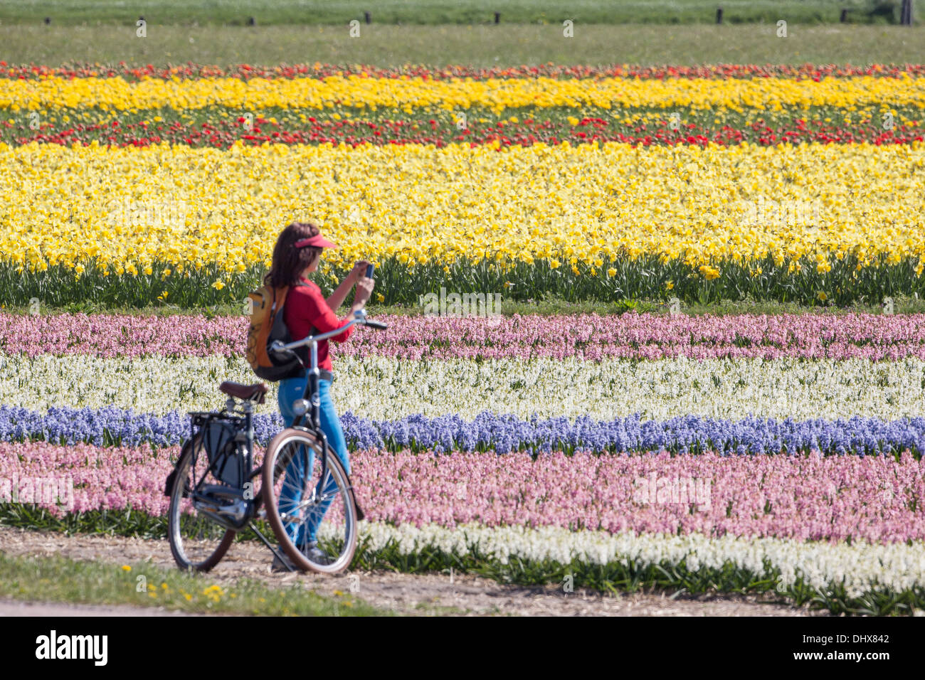 Niederlande, Noordwijk, Tulpe und Hyazinthe Felder. Frau, Radfahren und Aufnahme Stockfoto