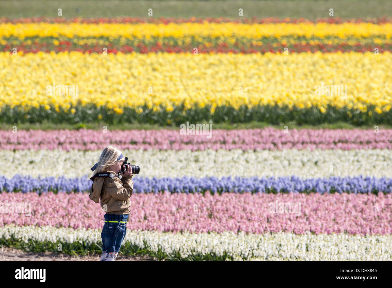 Niederlande, Noordwijk, Tulpe und Hyazinthe Felder. Kind unter Bild Stockfoto