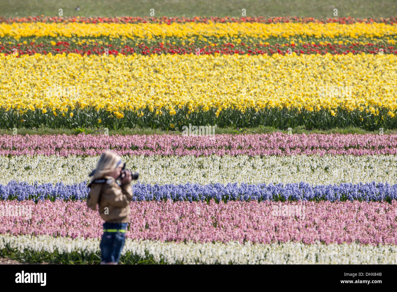 Niederlande, Noordwijk, Tulpe und Hyazinthe Felder. Kind unter Bild Stockfoto